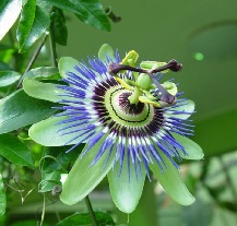 海南热带野生动植物园
